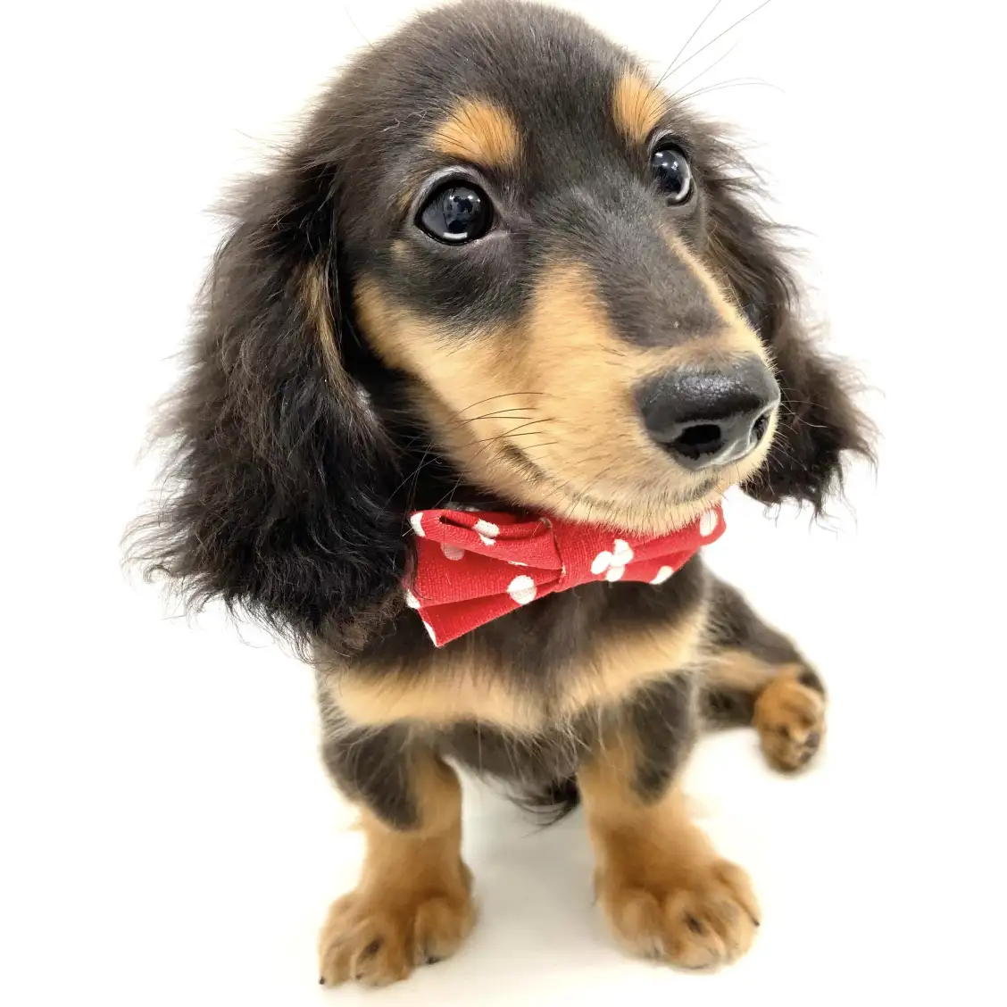 カニンヘン・ダックスフント