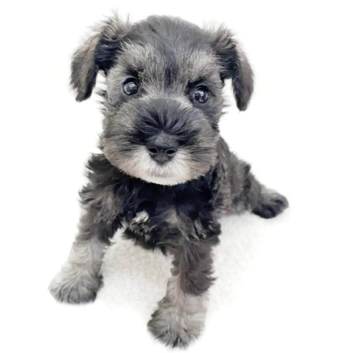 ミニチュア・シュナウザー