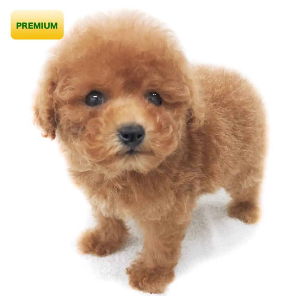 トイ・プードル