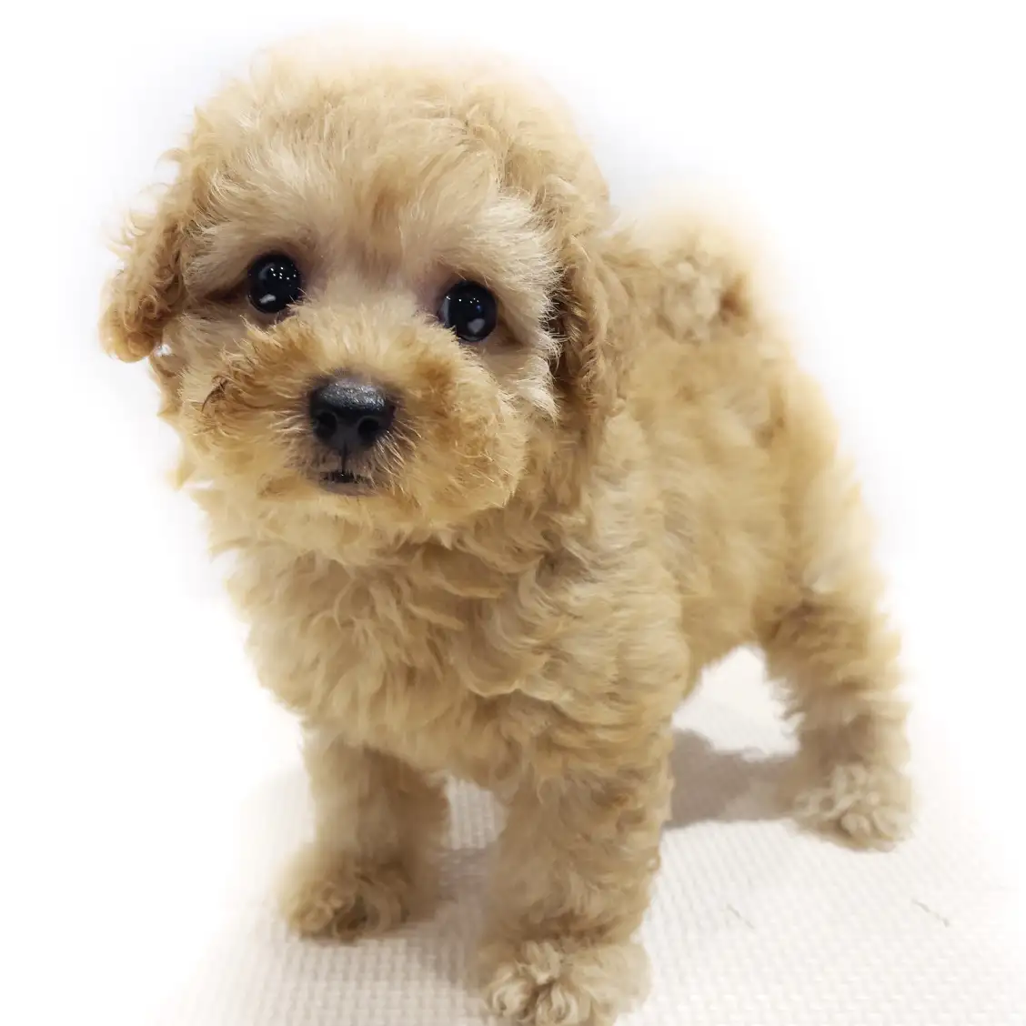 MIX(トイプードル×マルチーズ)