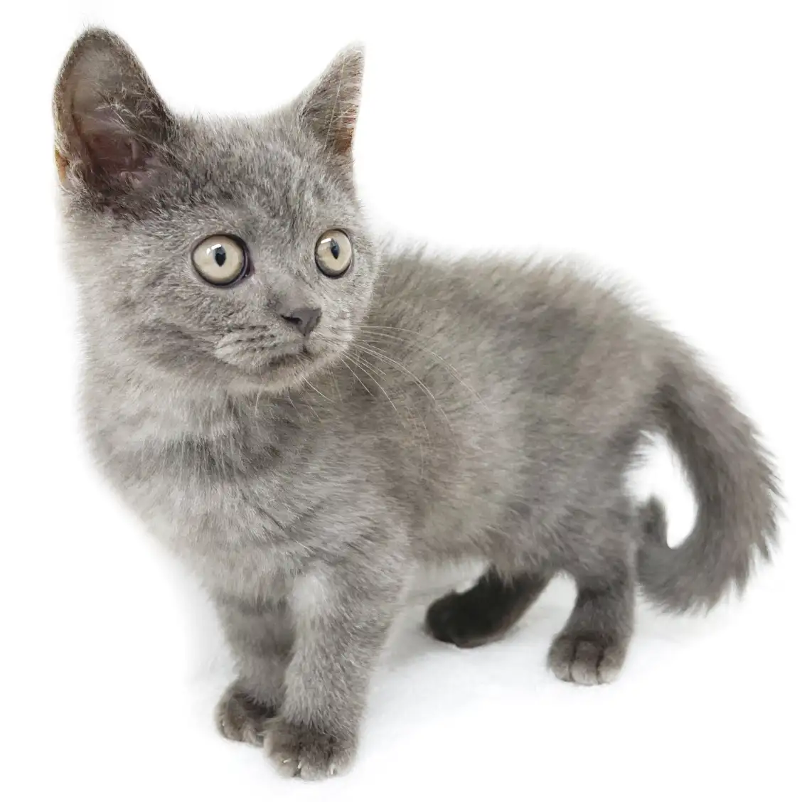 ブリティッシュショートヘア