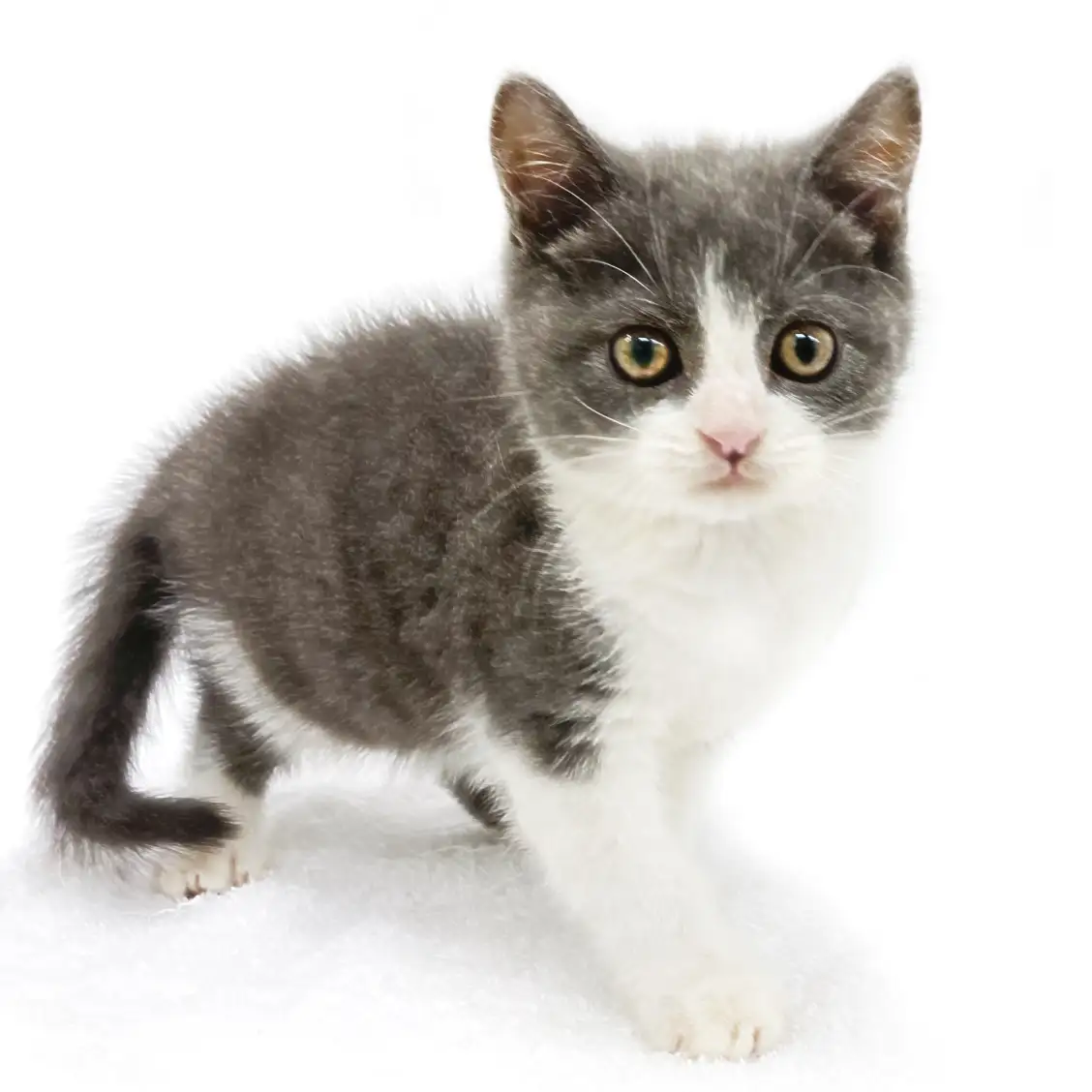 ブリティッシュショートヘア