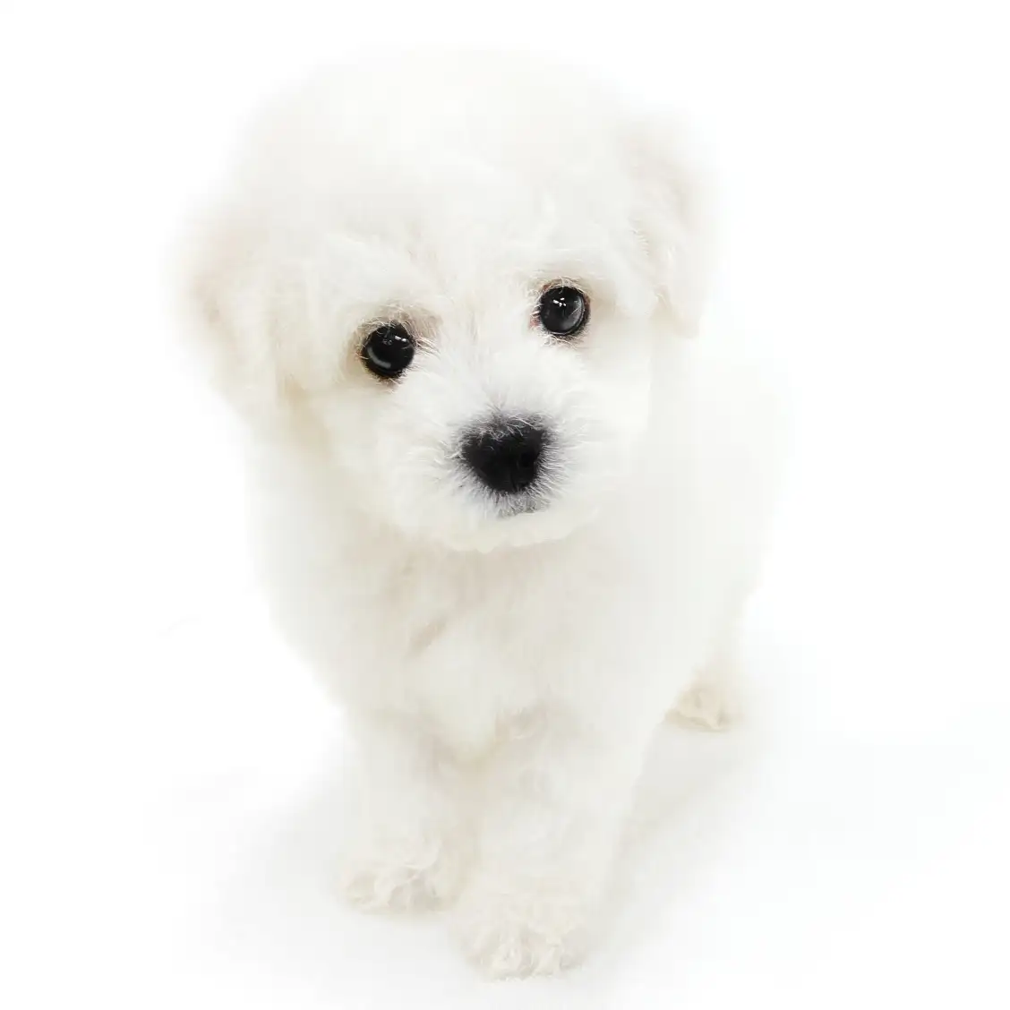 ビションフリーゼ