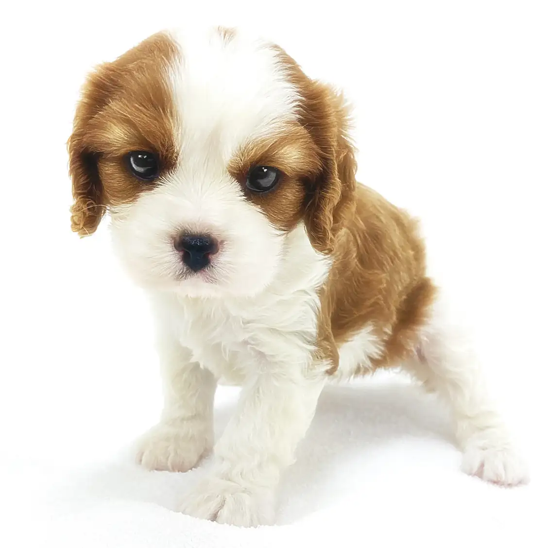 キャバリア・キングチャールズ・スパニエル