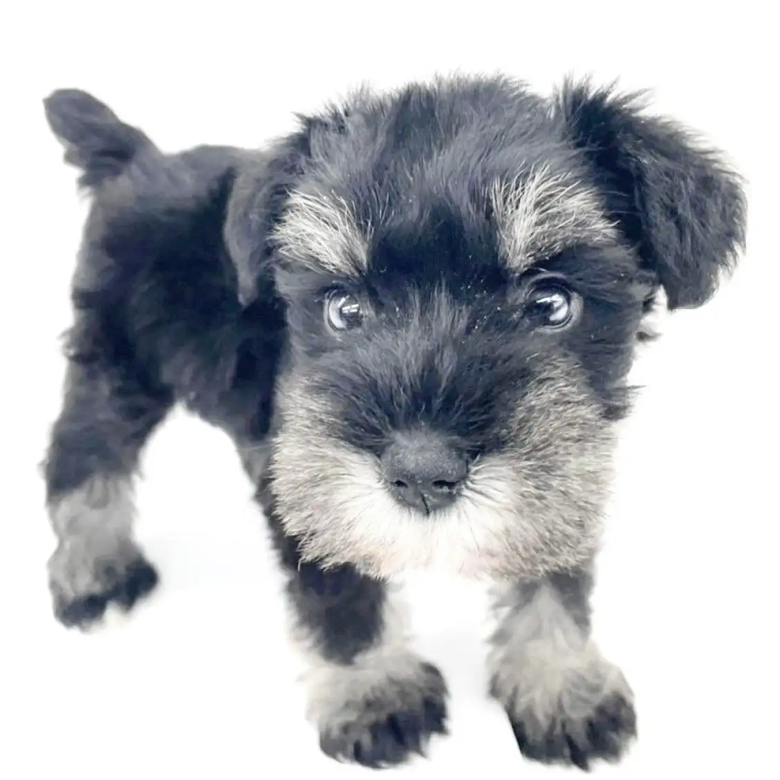 ミニチュア・シュナウザー