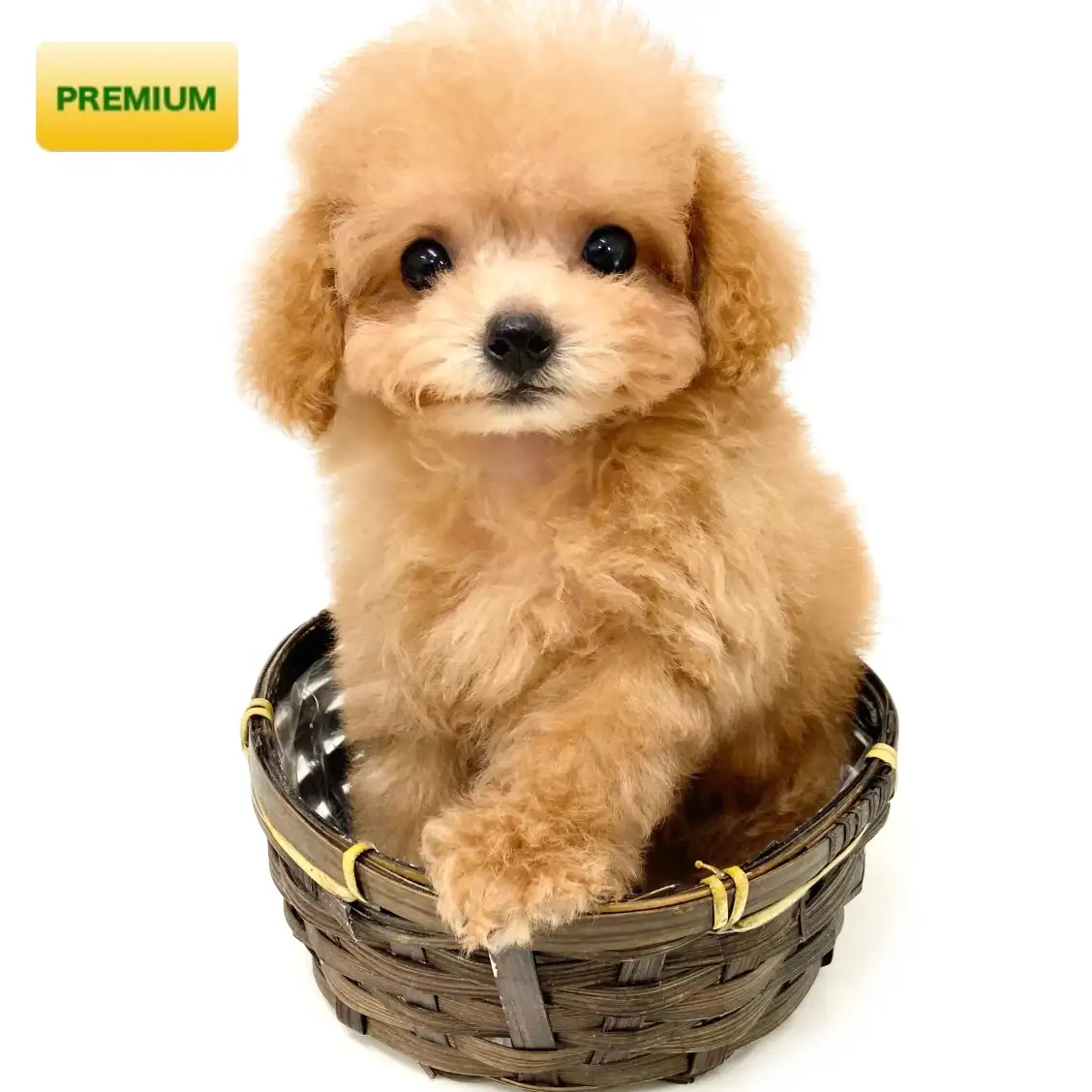 トイ・プードル