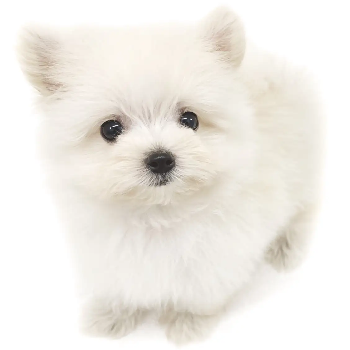 MIX(マルチーズ×ポメラニアン)