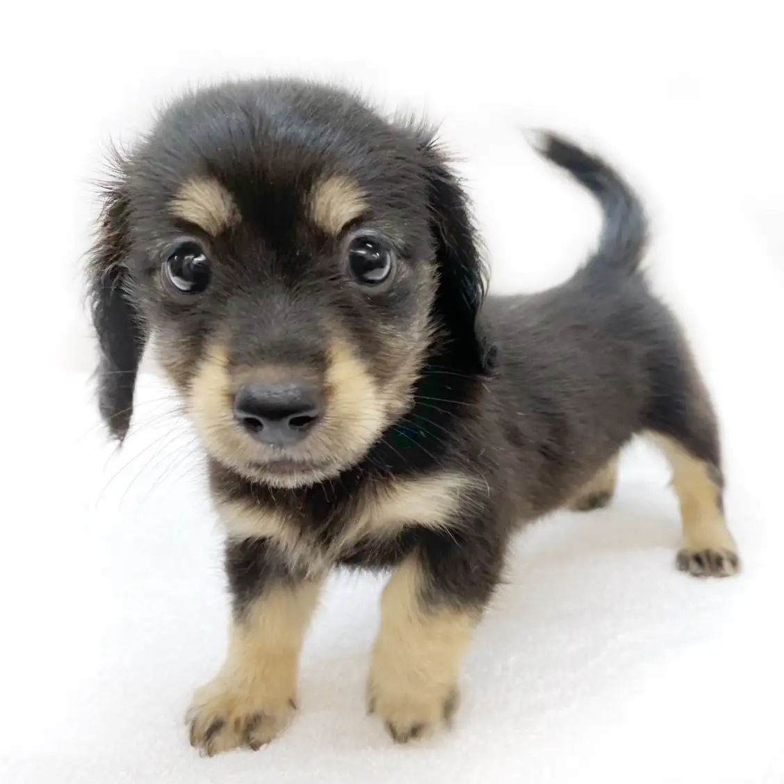 カニンヘン・ダックスフント