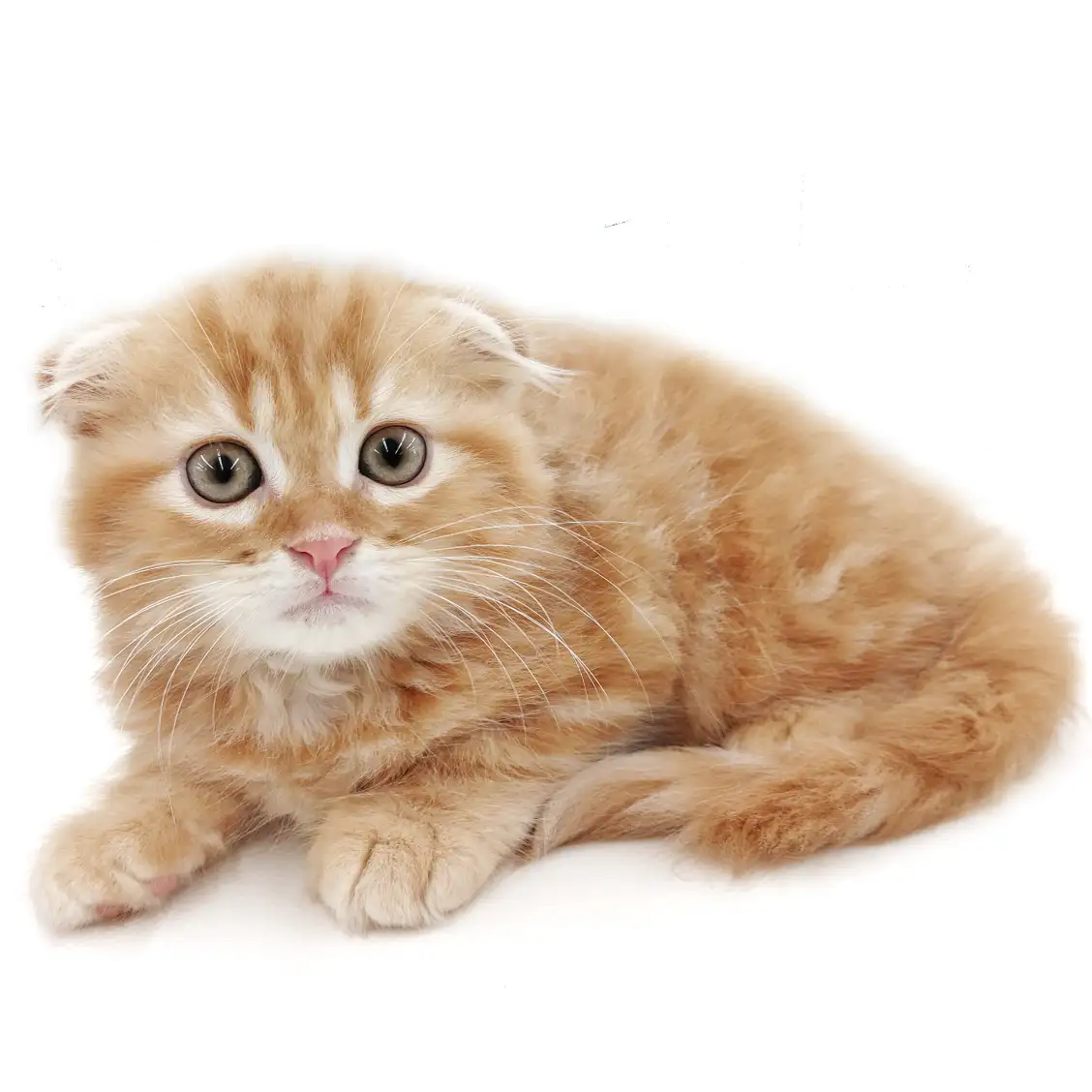 スコティッシュフォールド