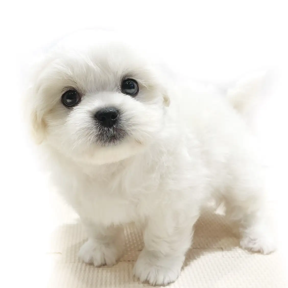 MIX（マルチーズ×ペキニーズ）