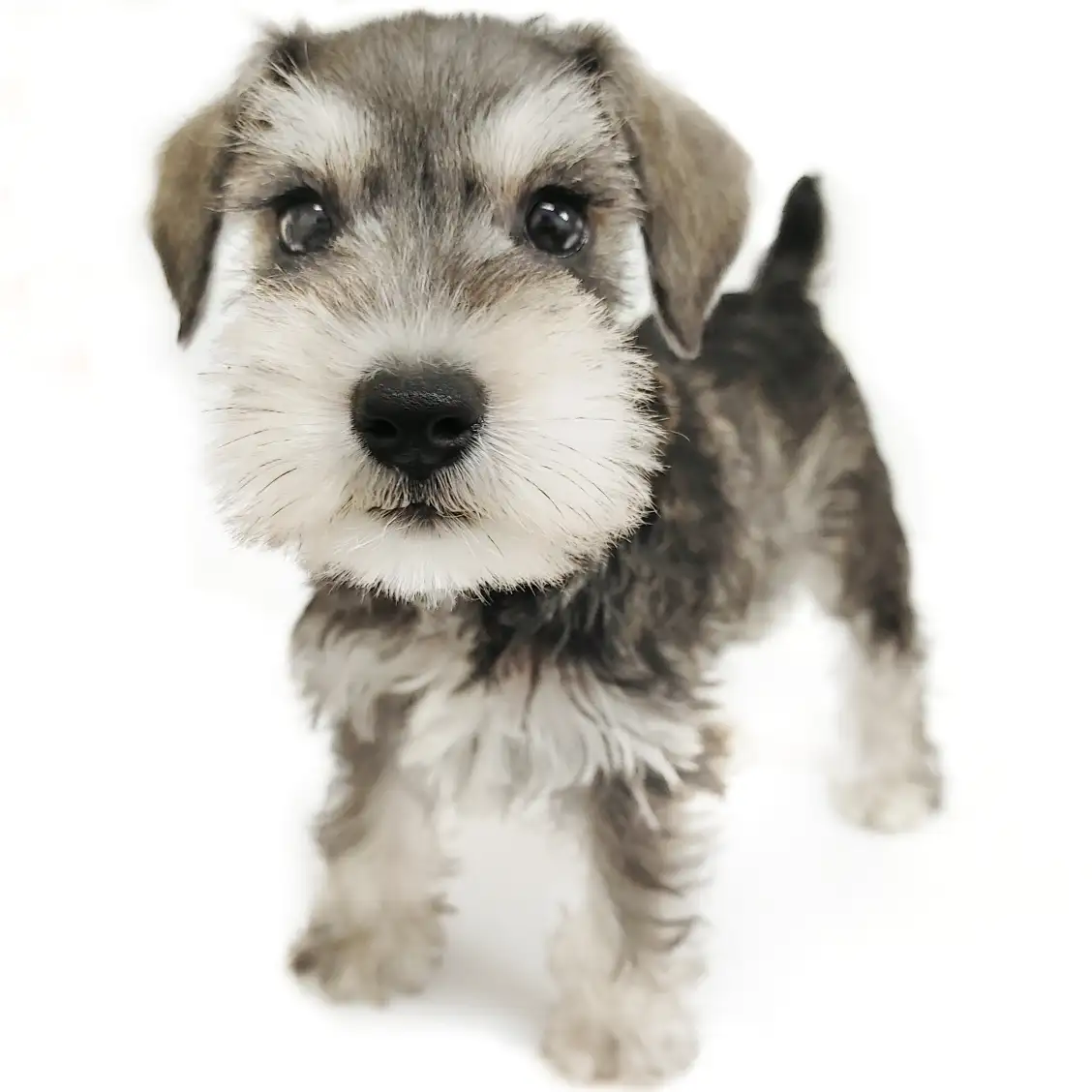 ミニチュア・シュナウザー