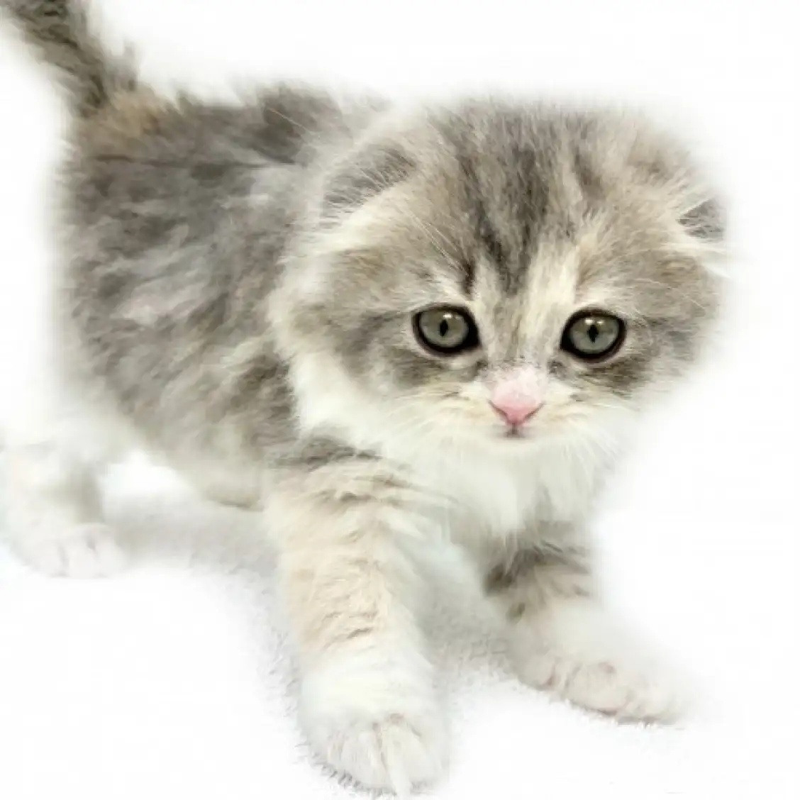 スコティッシュフォールド