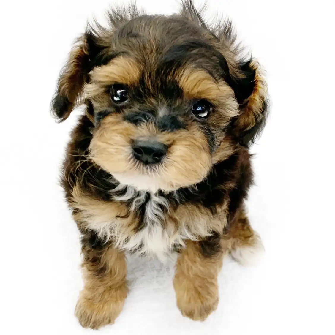 MIX(トイプードル×マルチーズ)