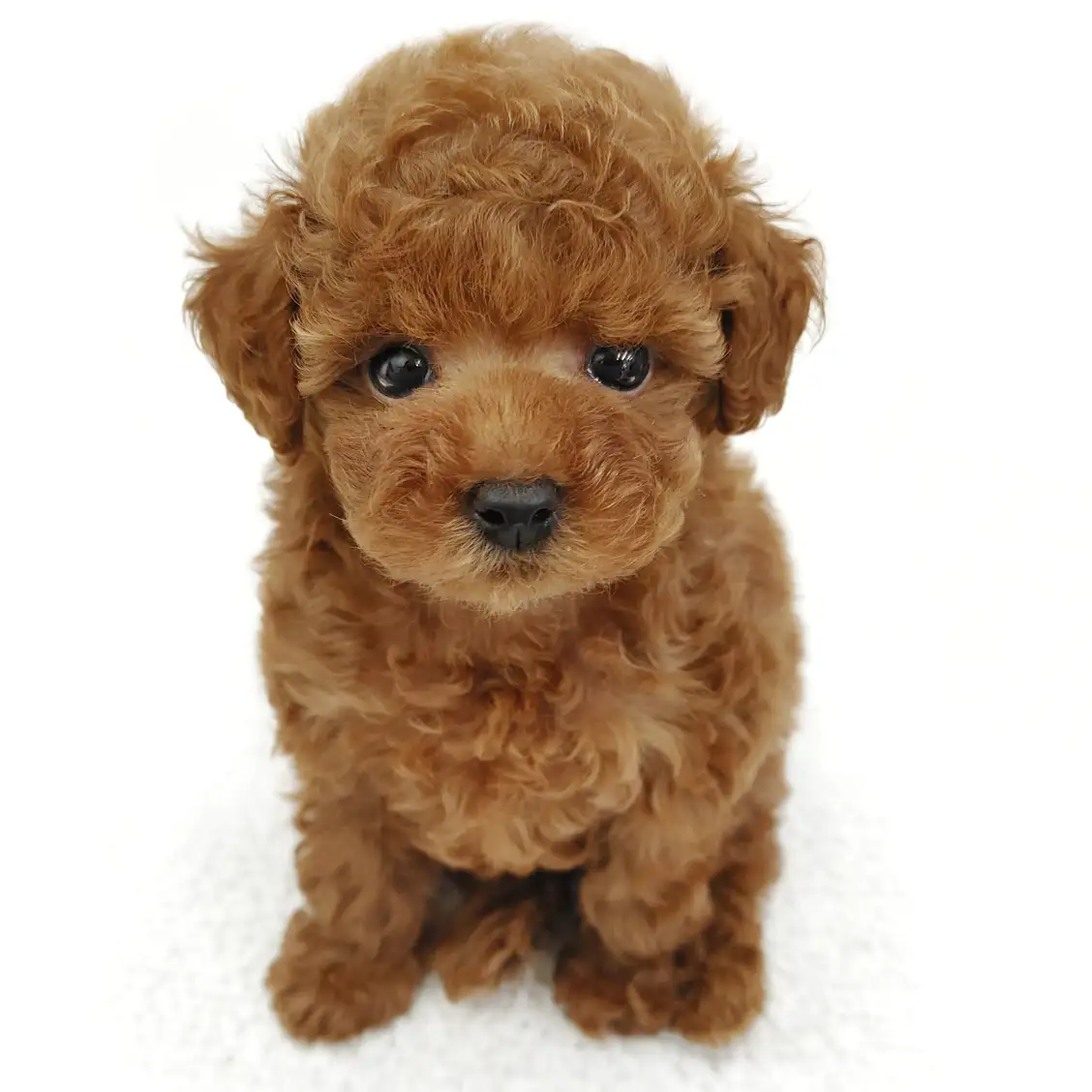 トイ・プードル