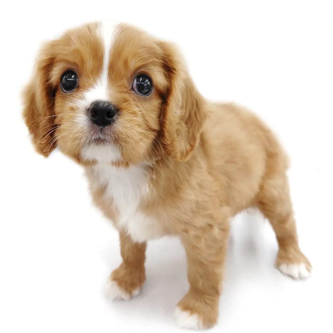 キャバリア・キングチャールズ・スパニエル