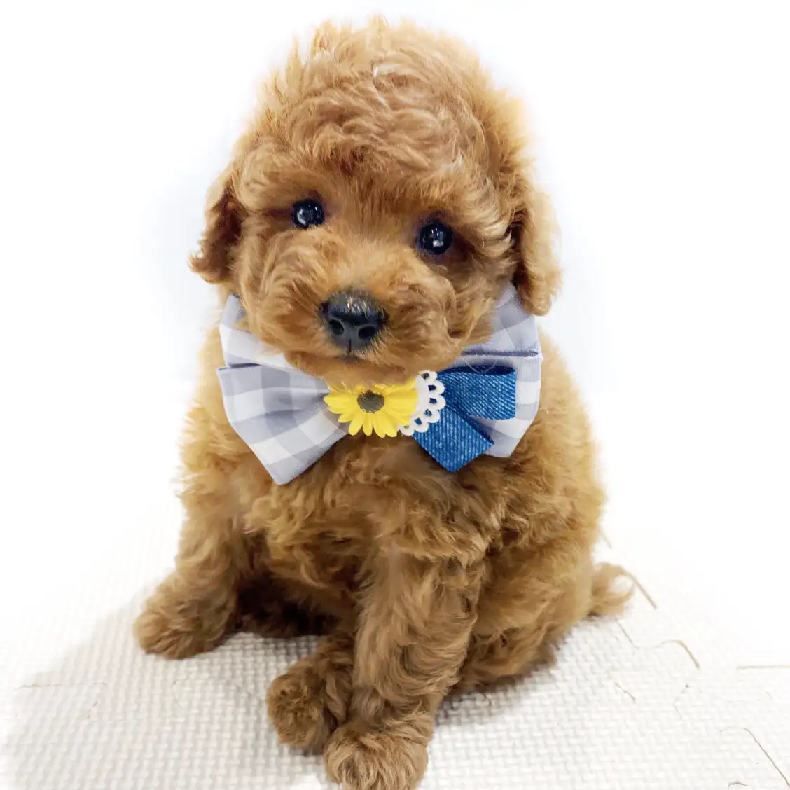 トイ・プードル