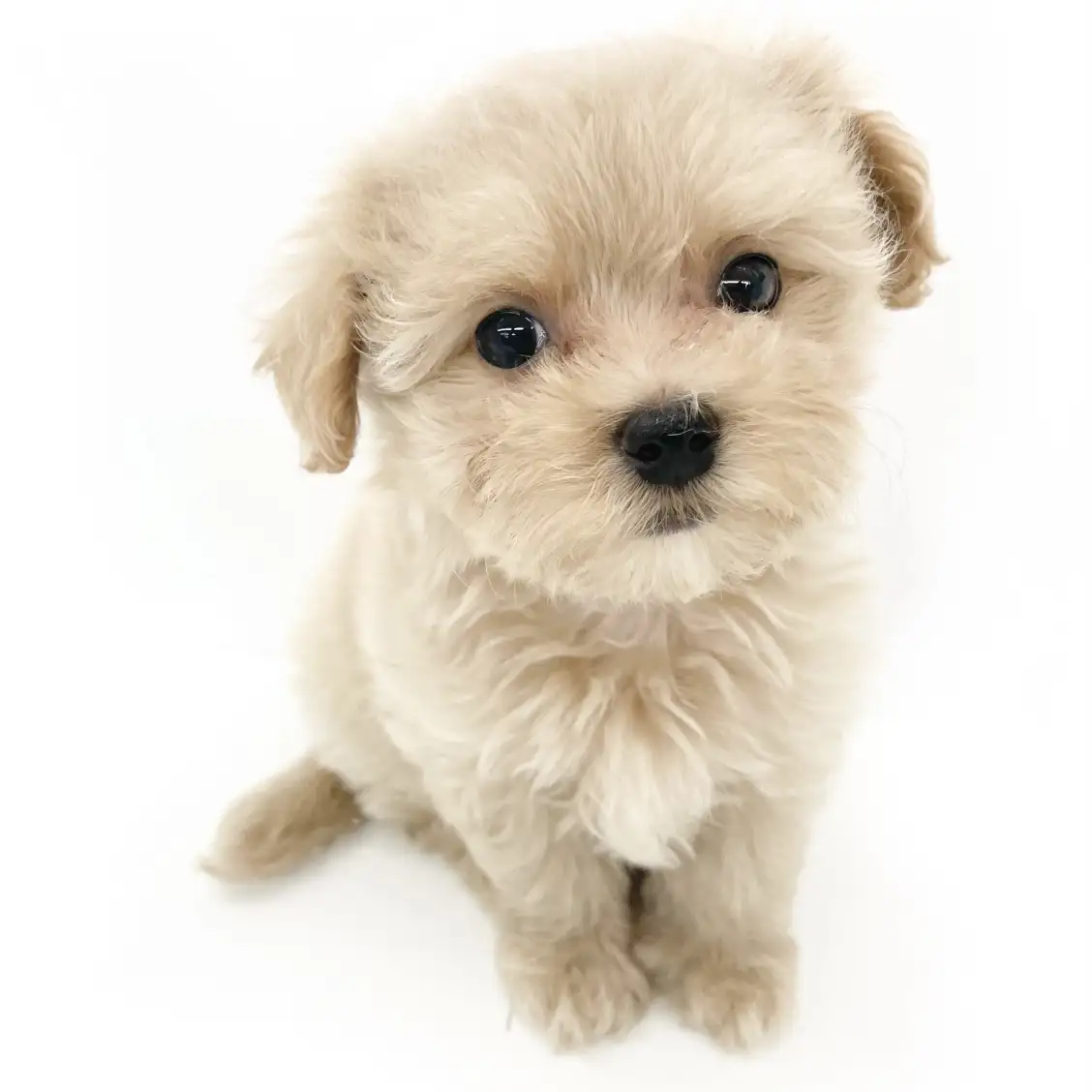 MIX(トイプードル×マルチーズ)