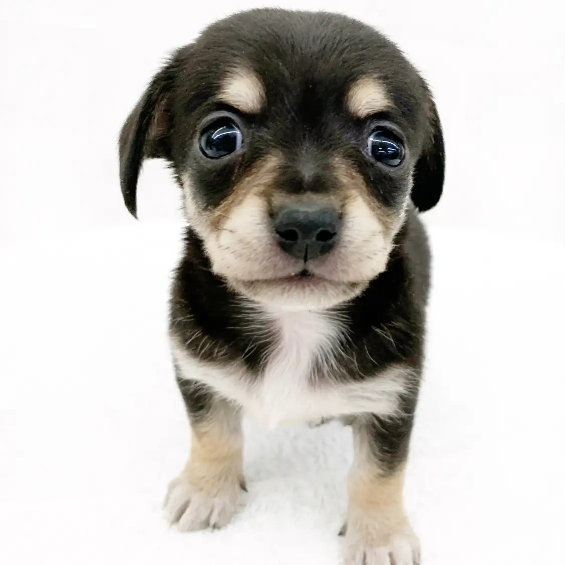 MIX（チワワ×ミニチュアダックスフント）