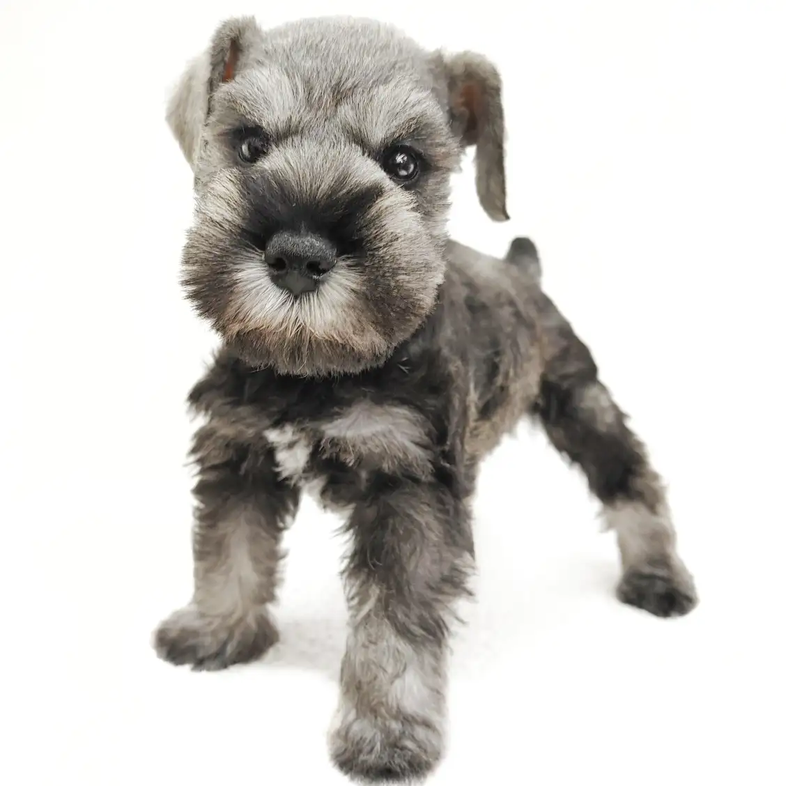 ミニチュア・シュナウザー