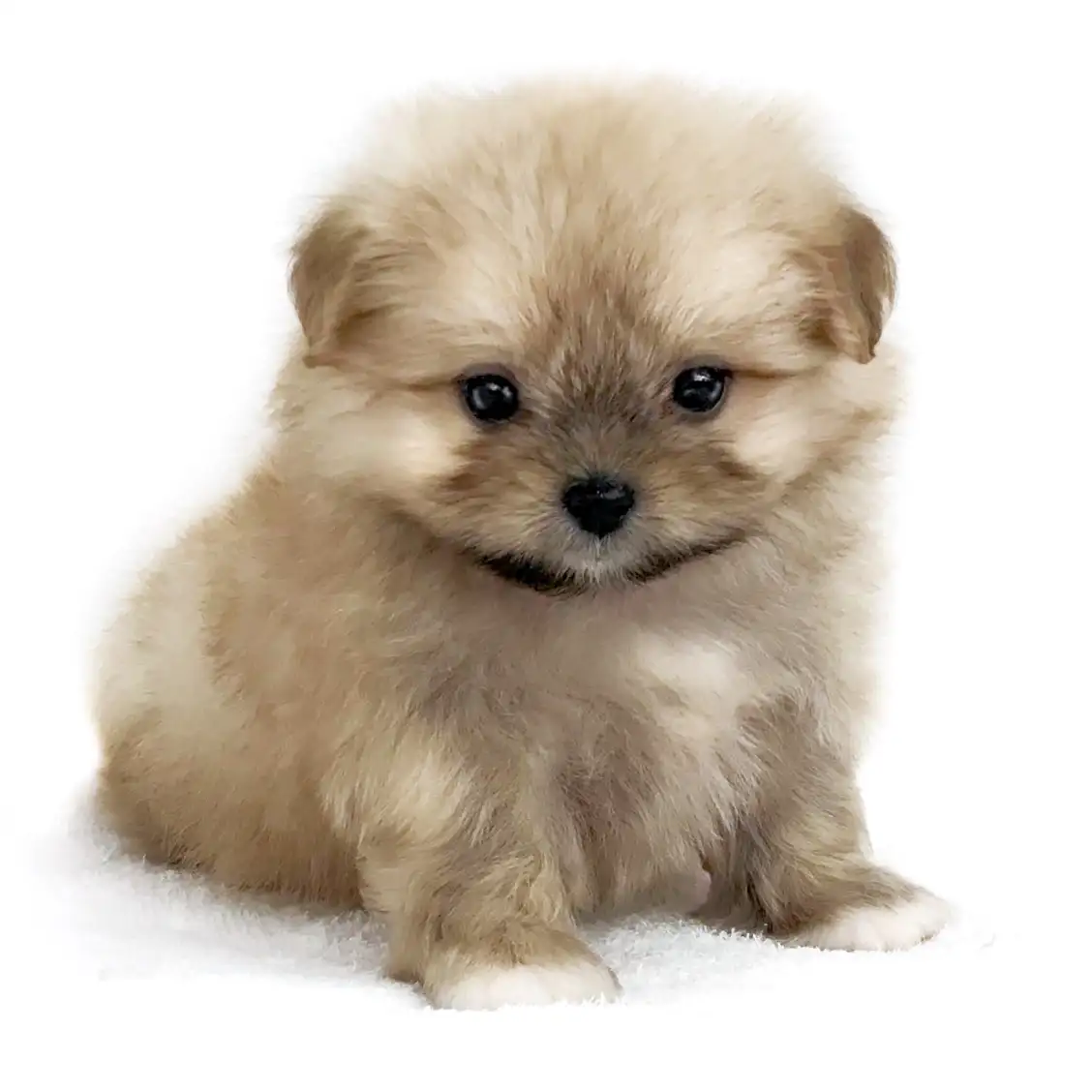 MIX（ポメラニアン×シーズー）