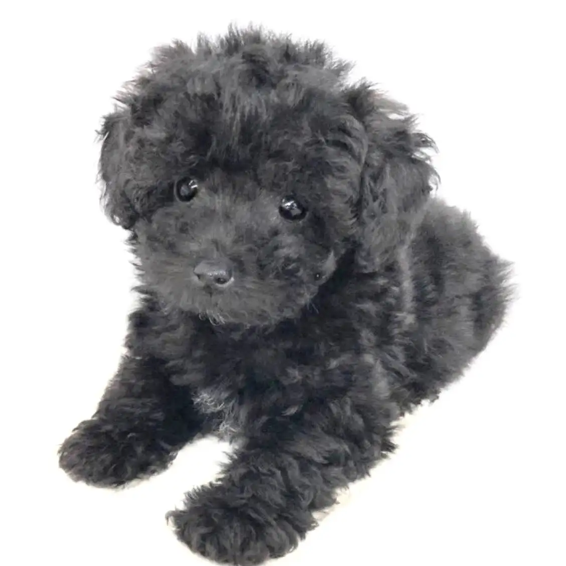 トイ・プードル