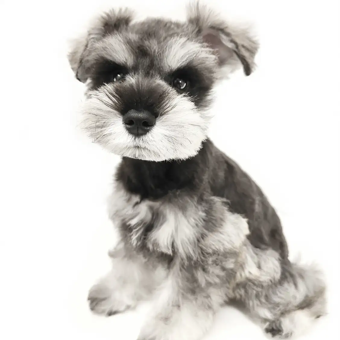 ミニチュア・シュナウザー