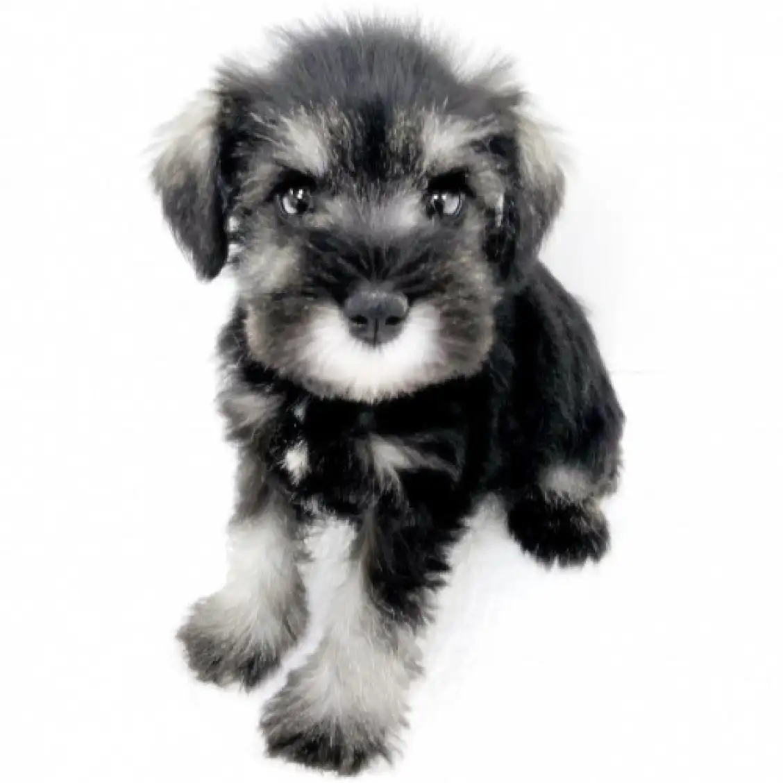 ミニチュア・シュナウザー