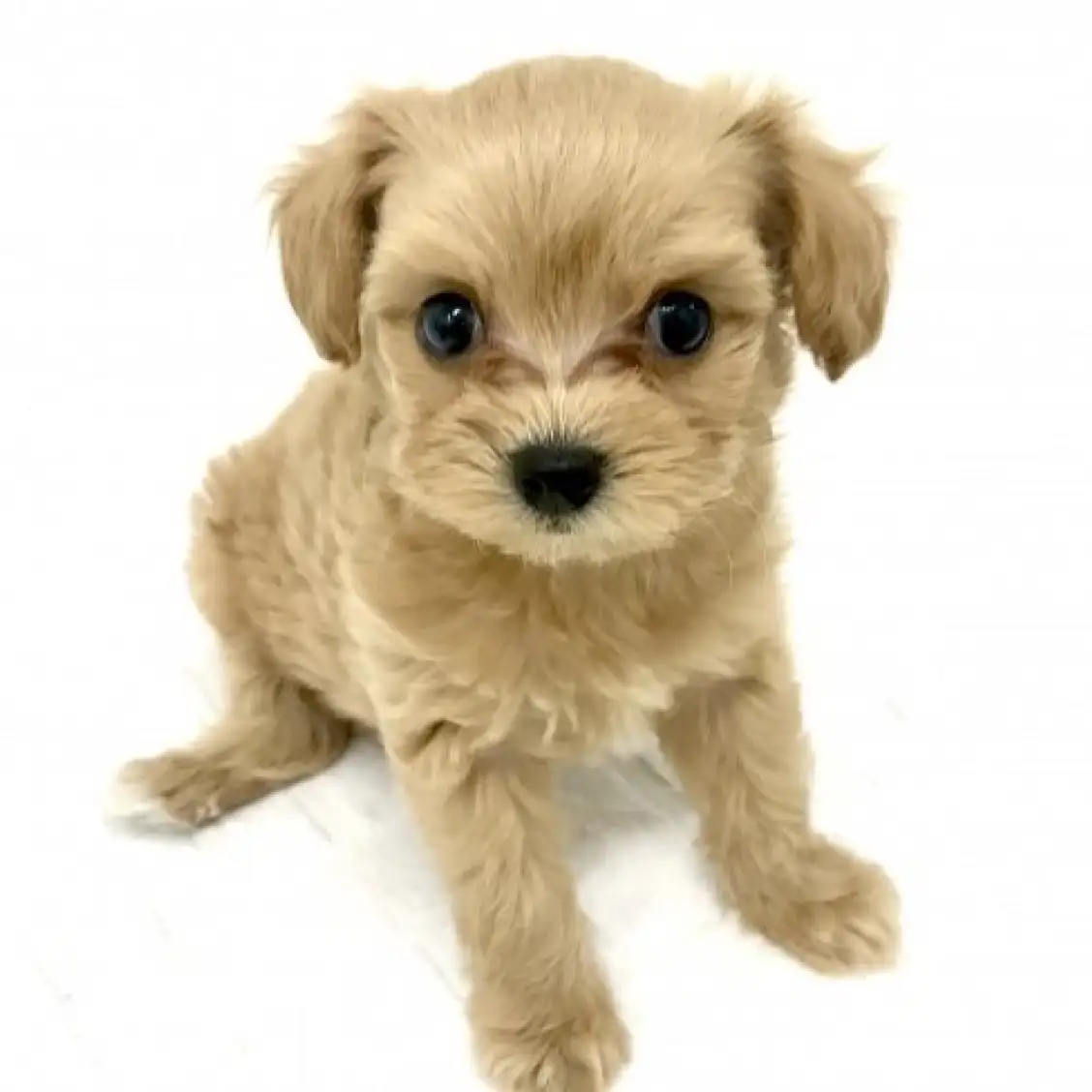 MIX（チワワ×トイプードル）