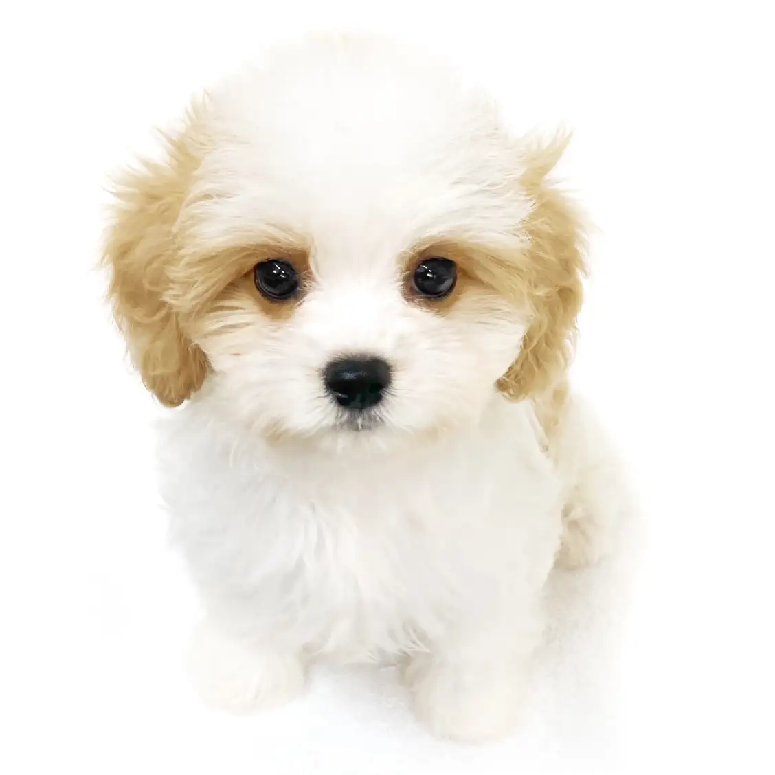 MIX（マルチーズ×キャバリアキングチャールズスパニエル）