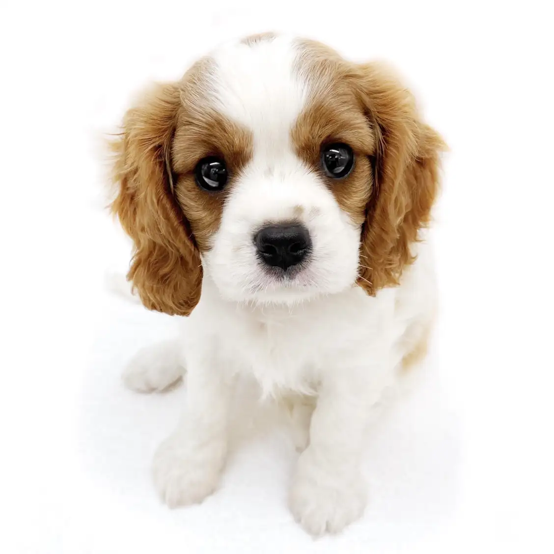 キャバリア・キングチャールズ・スパニエル