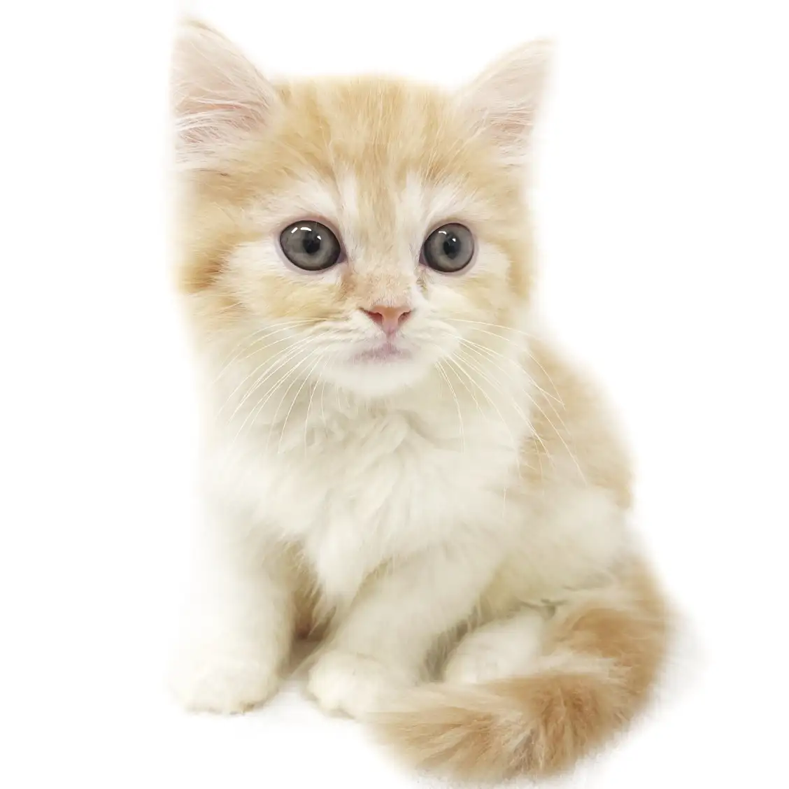 スコティッシュフォールド