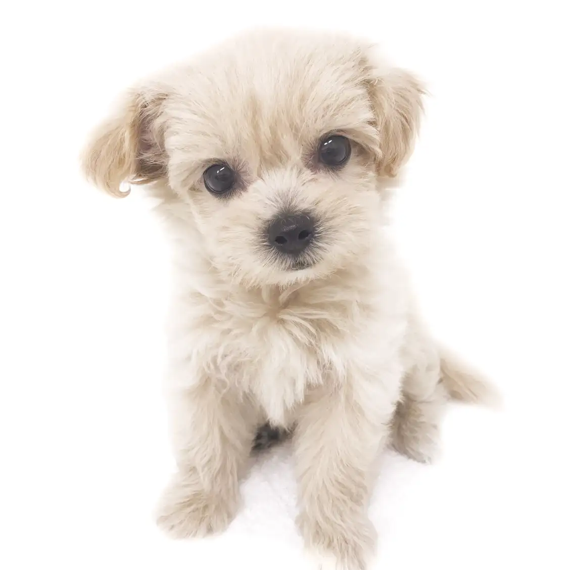 MIX(ペキニーズ×トイプードル)