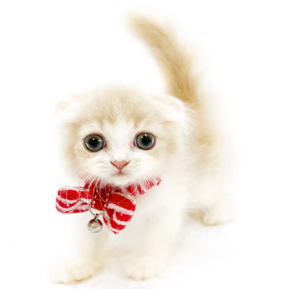 スコティッシュフォールド