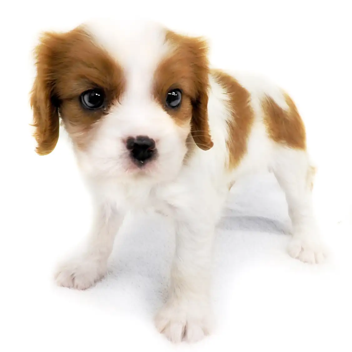 キャバリア・キングチャールズ・スパニエル