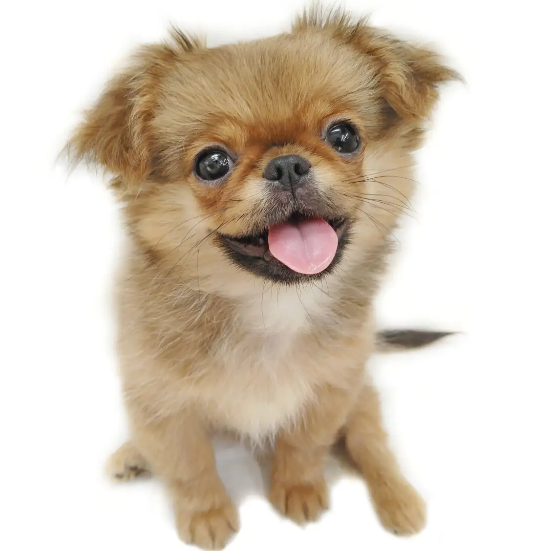 MIX(チワワ×ペキニーズ)