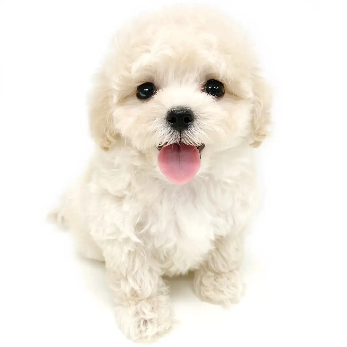 MIX(トイプードル×マルチーズ)