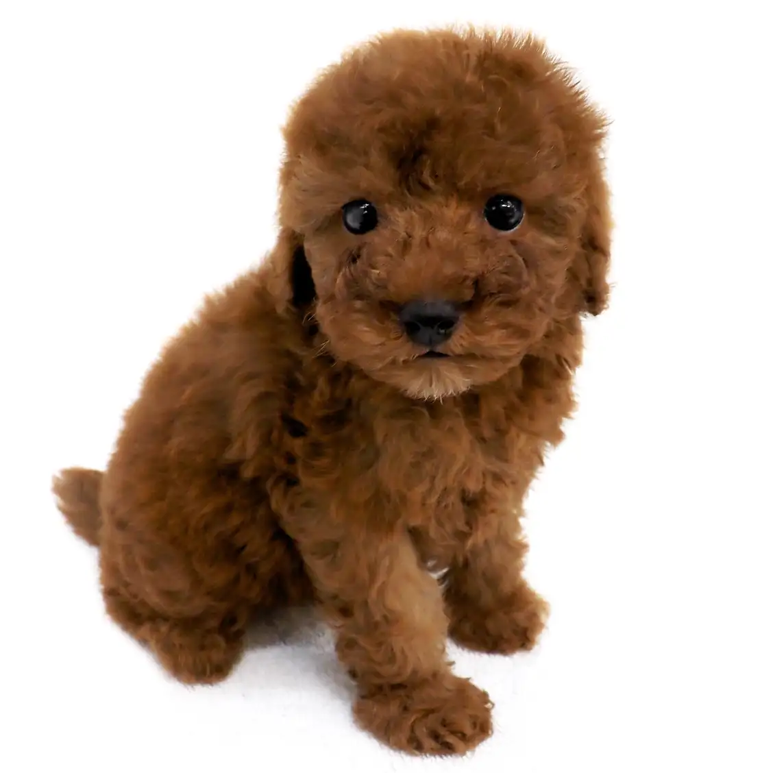 トイ・プードル