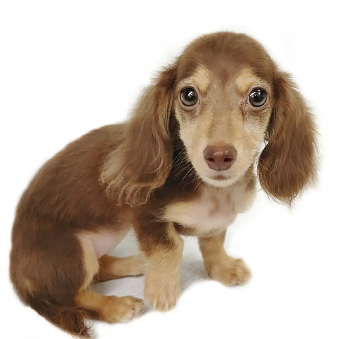 カニンヘン・ダックスフント