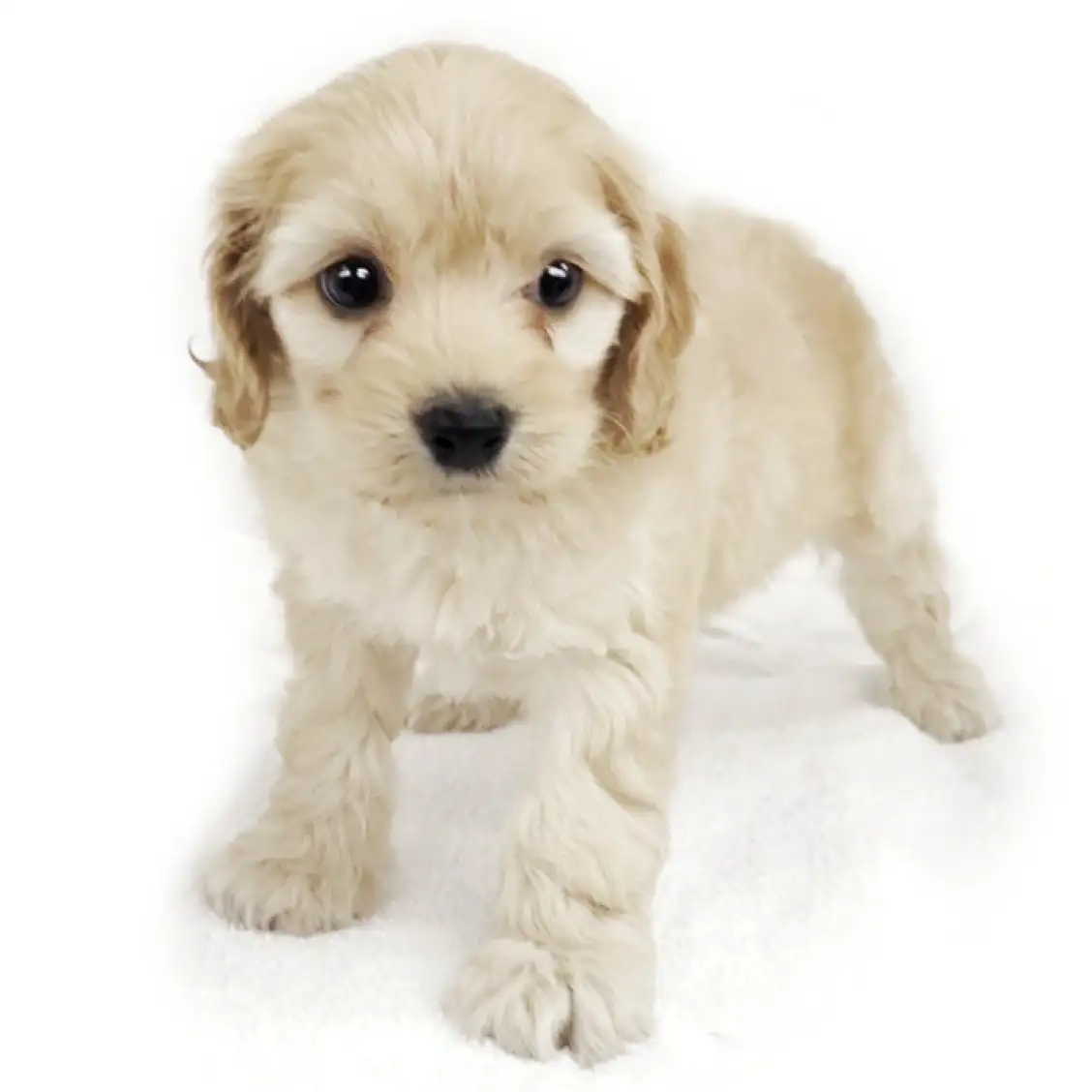 MIX(アメリカンコッカースパニエル×トイプードル)