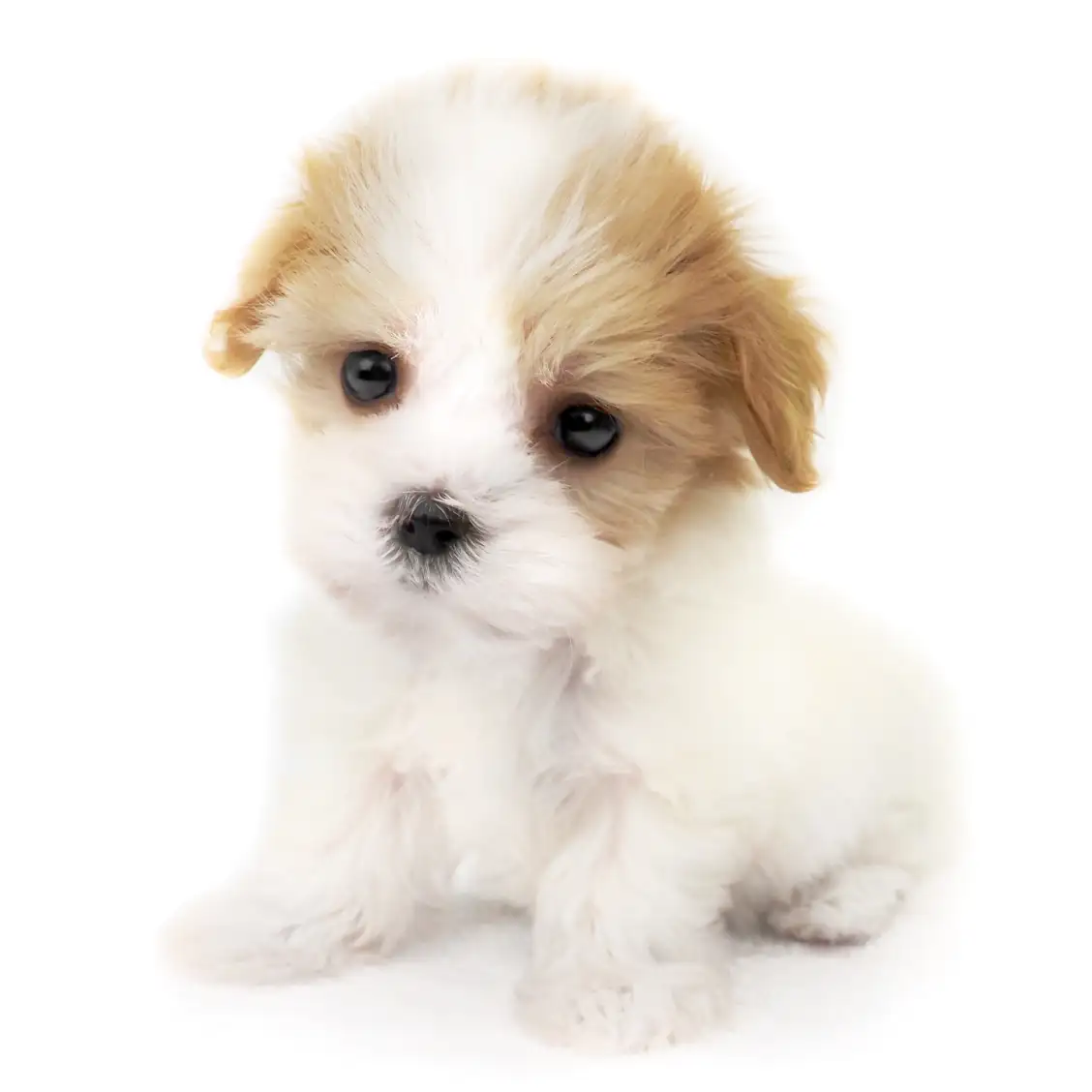 MIX（マルチーズ×キャバリアキングチャールズスパニエル）