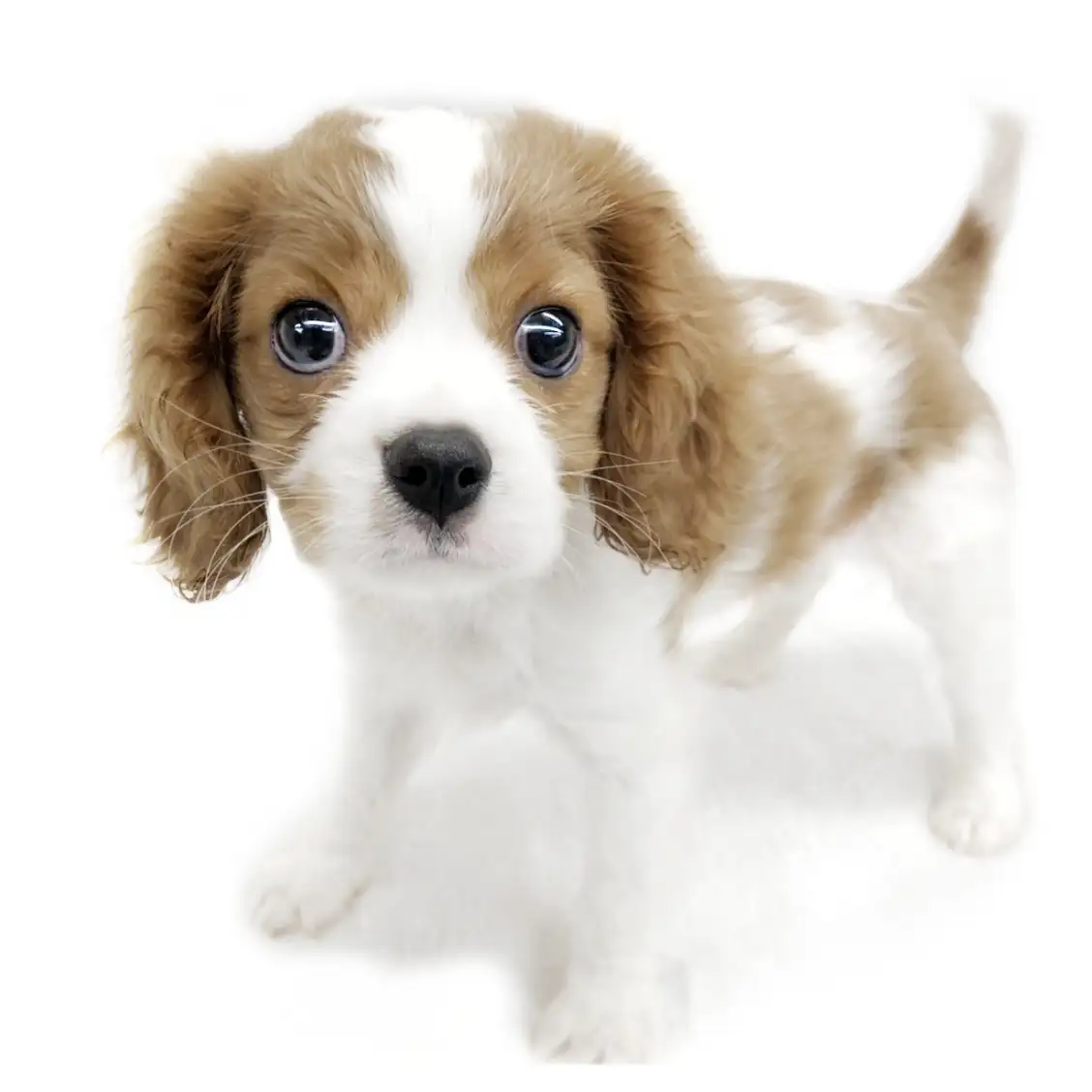 キャバリア・キングチャールズ・スパニエル