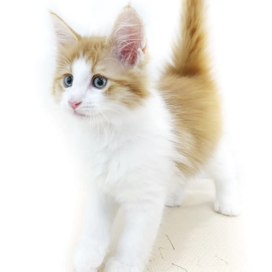 ノルウェージャンフォレストキャット