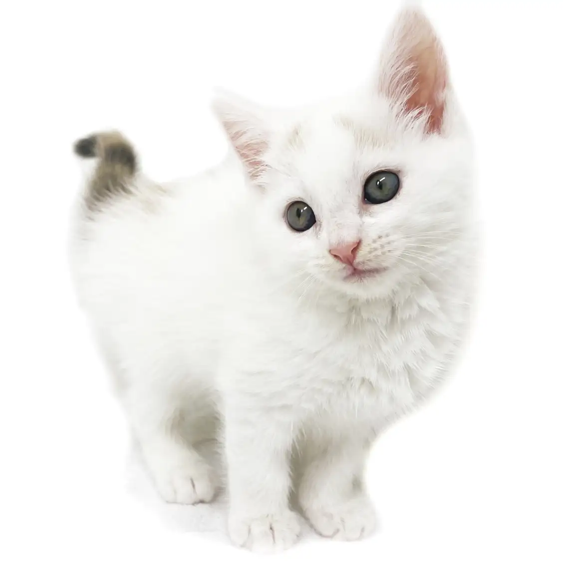 スコティッシュフォールド