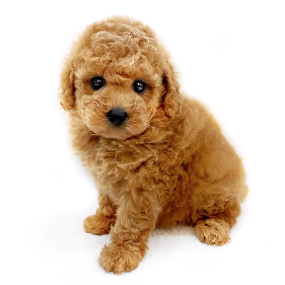 トイ・プードル