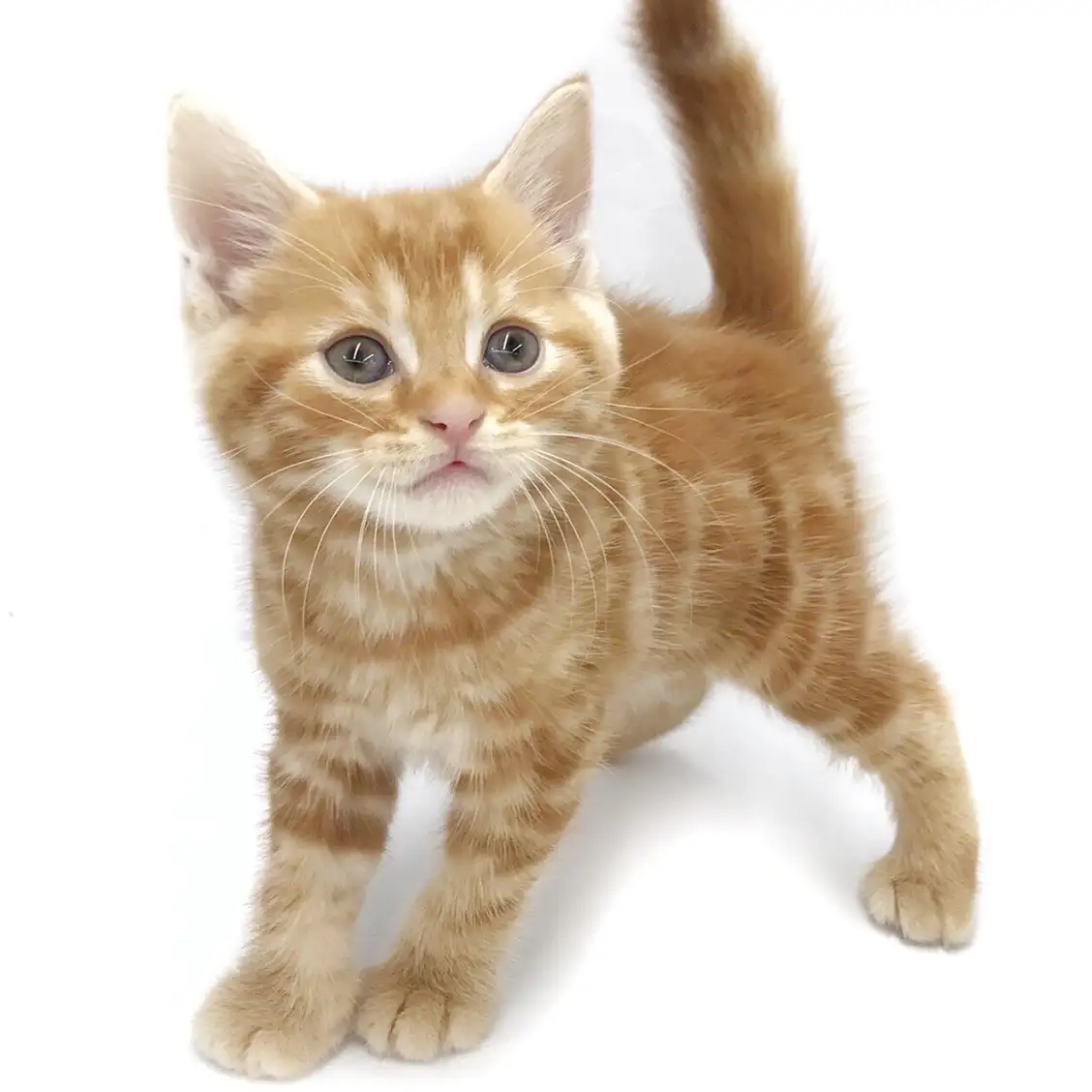 アメリカンショートヘア