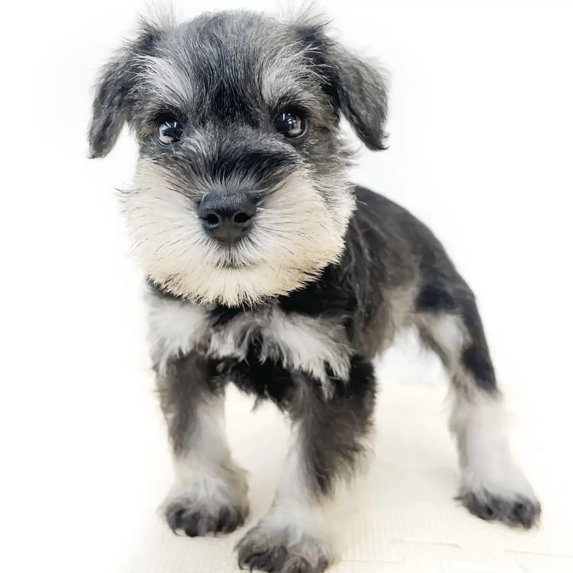 ミニチュア・シュナウザー