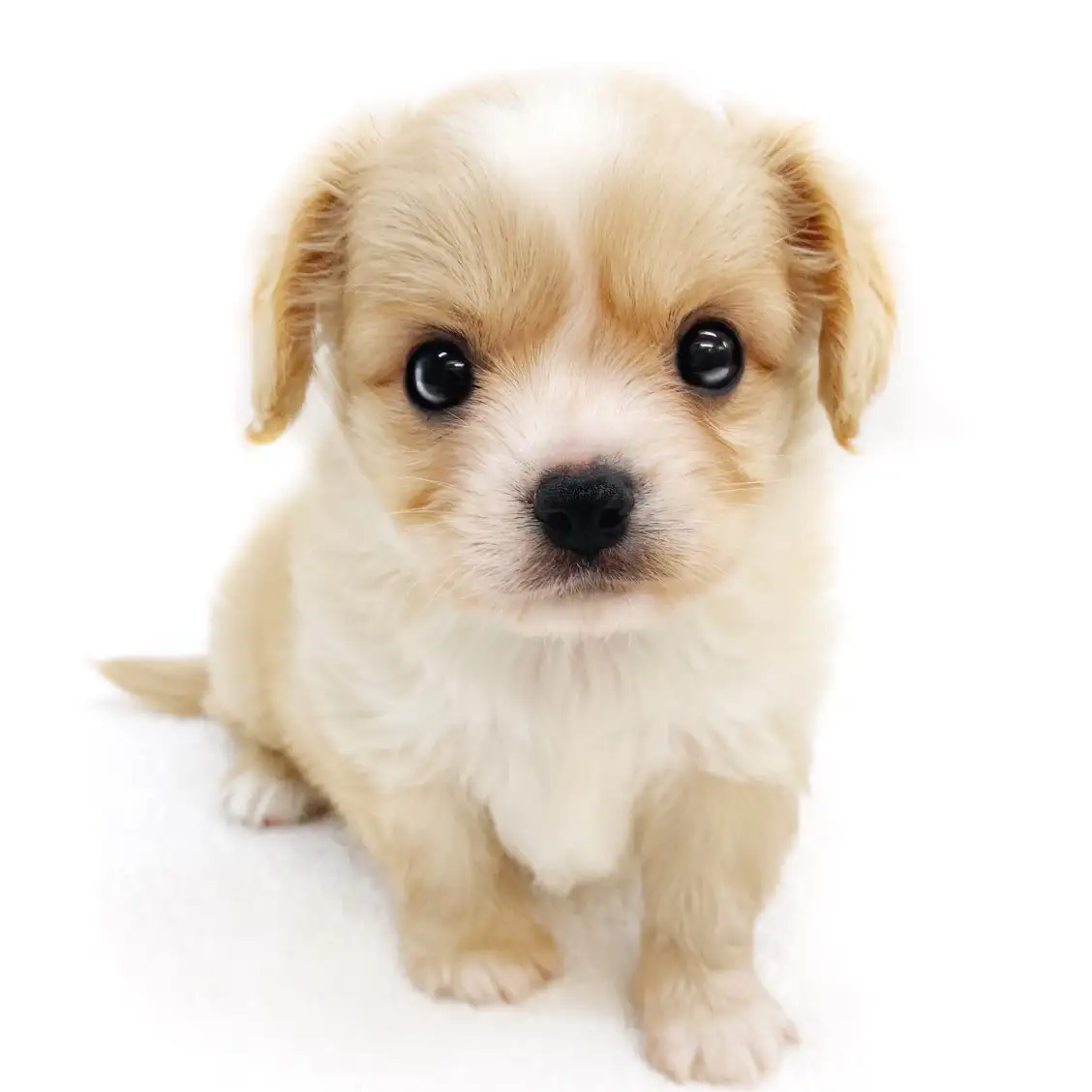 MIX（チワワ×キャバリアキングチャールズスパニエル）