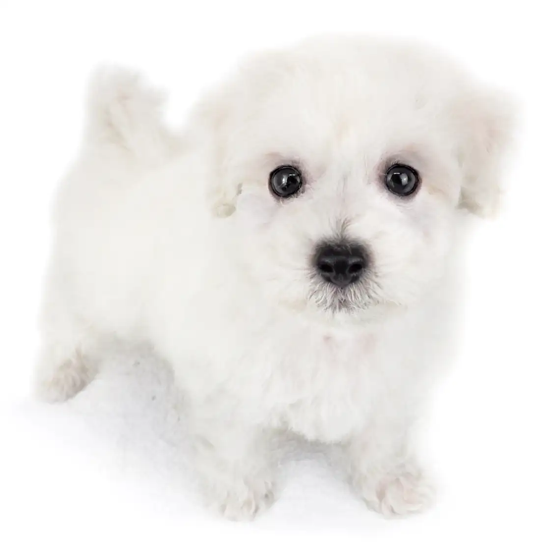 ビションフリーゼ