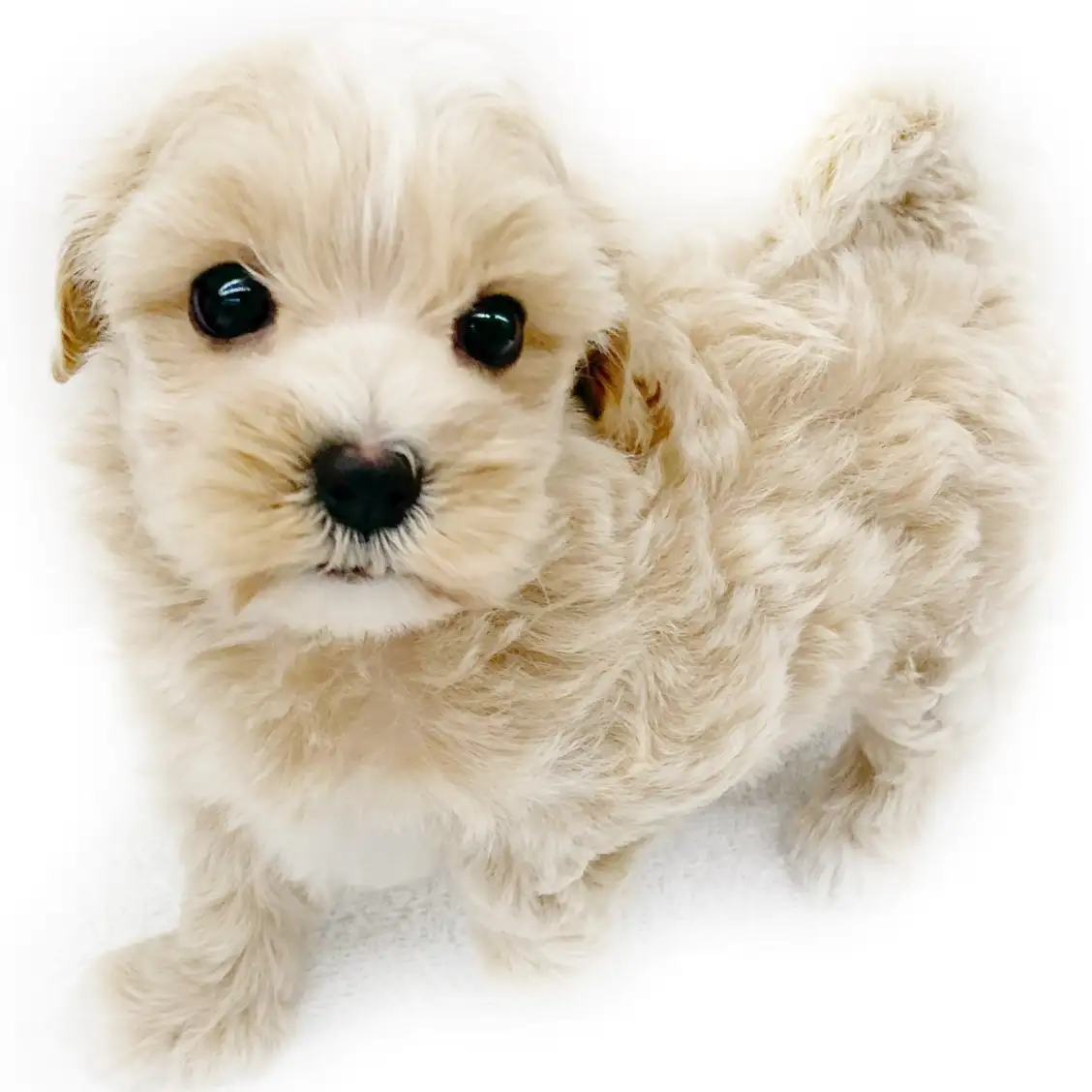 MIX（マルチーズ×トイプードル）