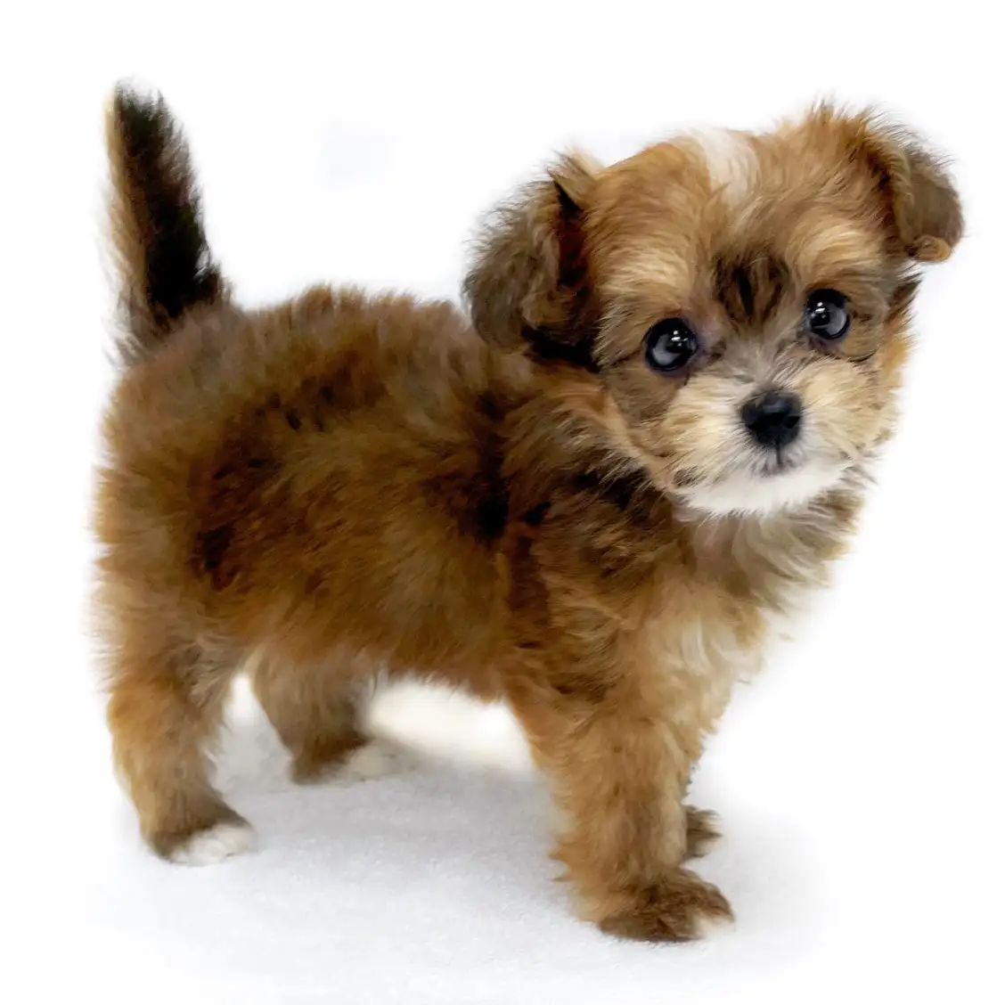 MIX(チワワ×トイプードル)